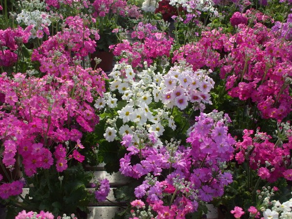 Fiori da interni