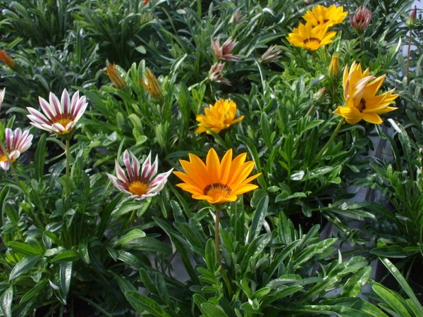 Fiori da esterno