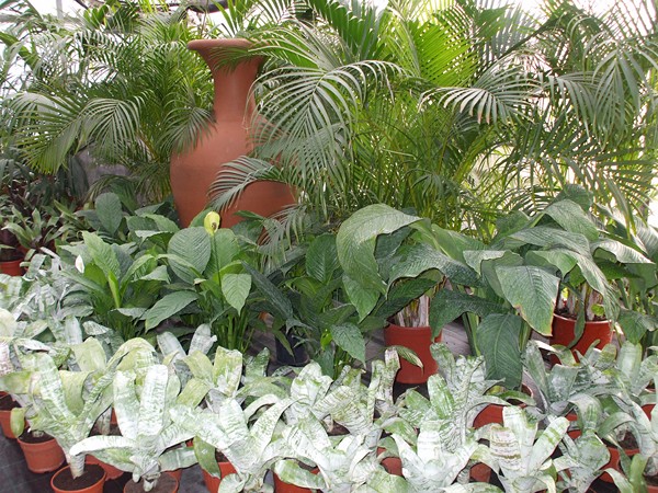 Piante da interni
