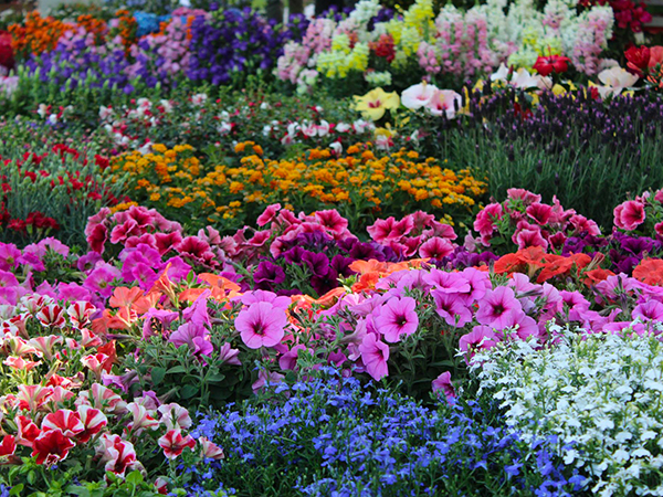 Fiori da interno